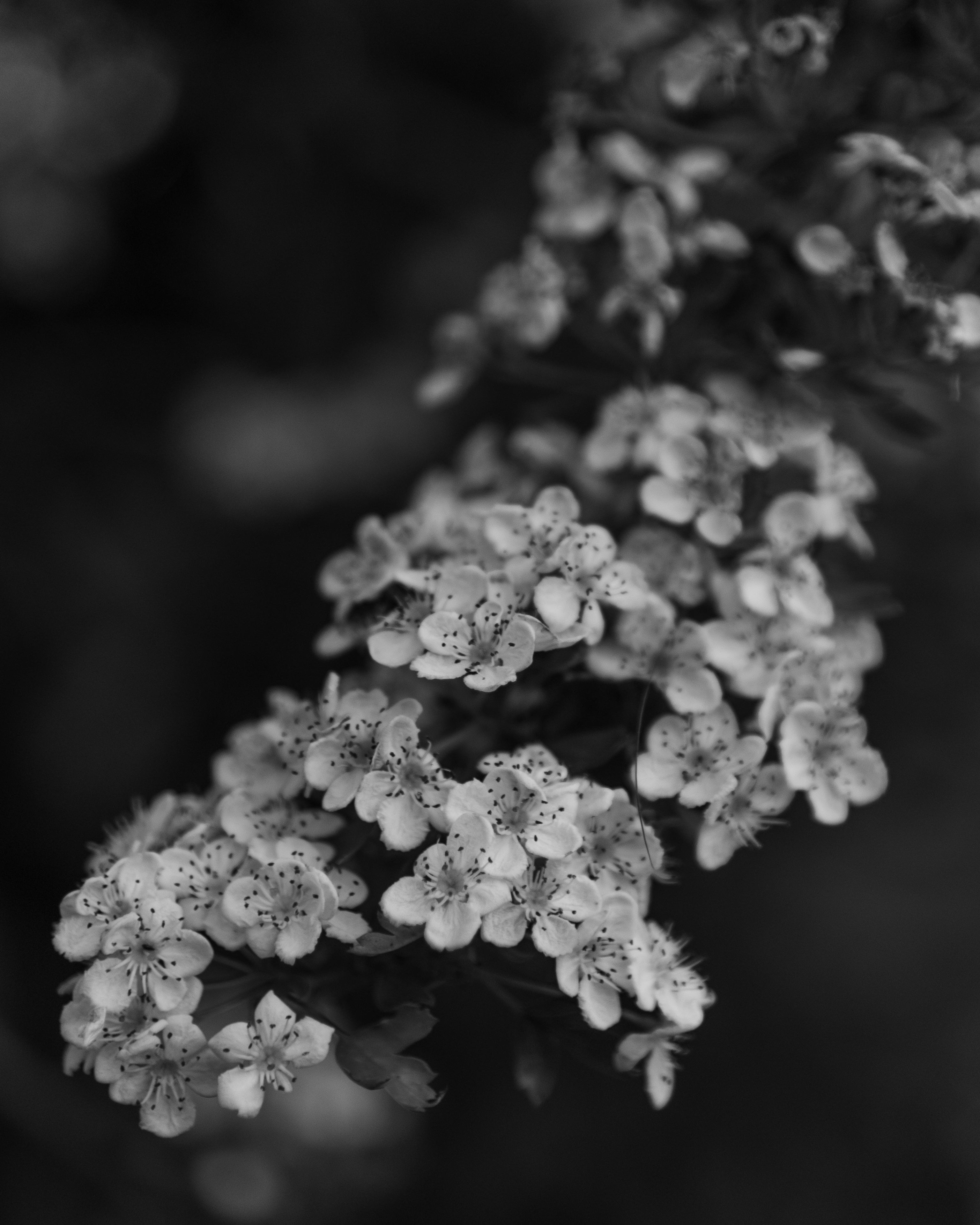 Close-up of black and white flowers with a blurred background